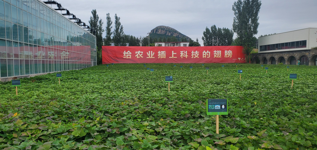 5 鄉村振興齊魯樣板“尼山鹿鳴”示范區實(shí)景圖.png